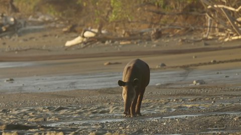 a sunset shot of a baird's tapir approaching along sirena beach at corcovado national park of costa rica