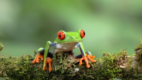 a close front view of a red-eyed tree frog sitting on a branch at sarapiqui in costa rica