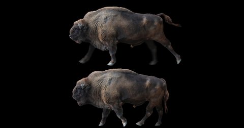 Set of european wood bison walking and running realistic animation. Isolated Wisent video including alpha channel allows to add background in post-production. Element for visual effects