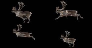 Set of Caribou running and jumping realistic animation. Isolated animal video including alpha channel allows to add background in post-production. Element for visual effects.