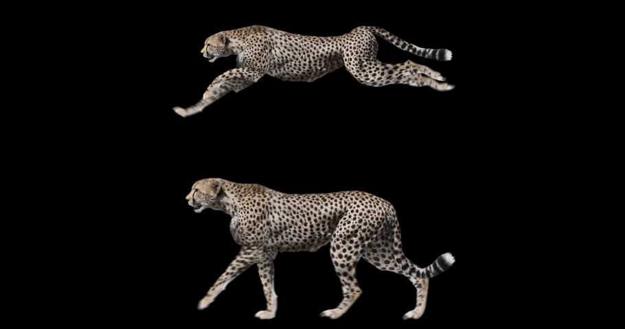 Set of cheetah walking and running realistic animation. Isolated animal video including alpha channel allows to add background. Royalty-Free Stock Footage #1090393851