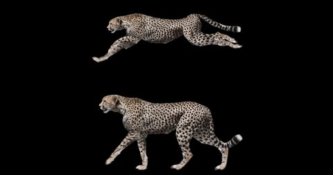 Set of cheetah walking and running realistic animation. Isolated animal video including alpha channel allows to add background.