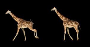 Set of giraffe walking and running is realistic animation. Isolated animal video including alpha channel allows to add background in post-production. Element for visual effects.