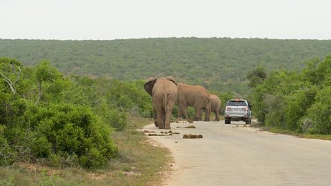 Addo Elephant National Park, Süd Africa - February 25, 2022: off-road vehicle in a herd of elephants in Addo Elephant National Park South Africa