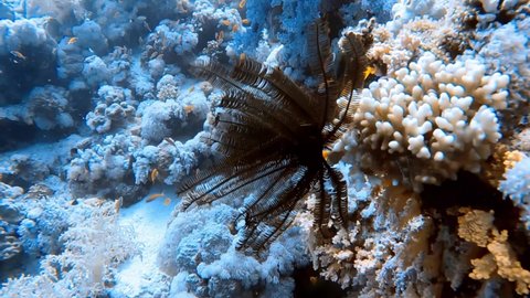 4k footage of a Feather Star (Crinoidea sp.) in the Red Sea, Egypt