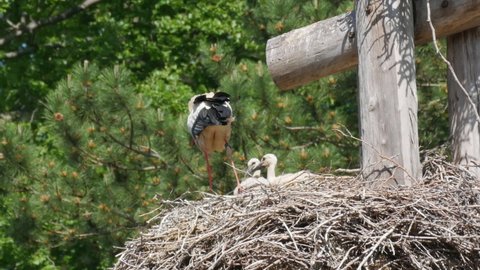 White stork in a nest in nature France, Alsace. Little storks, cubs in the nest