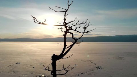 The silhouette of a tree is a drone view of the frozen Lake Baikal at sunset. Beautiful spring landscape.