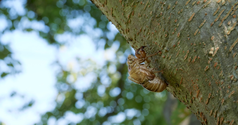 4k tilt-up video of cicada shells
