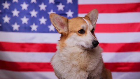 A proud Welsh Corgi Pembroke dog licks and celebrates the Fourth of July. Flag Day in the United States of America. Fourth of July Independence Day. Patriotic dog.