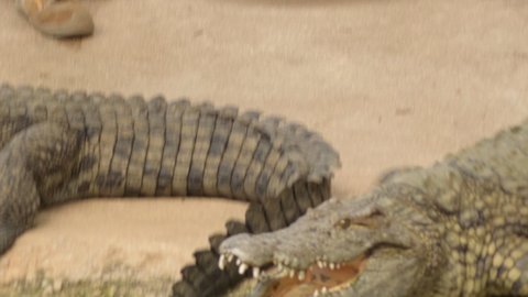 Crocodile entering a river. Nile crocodile