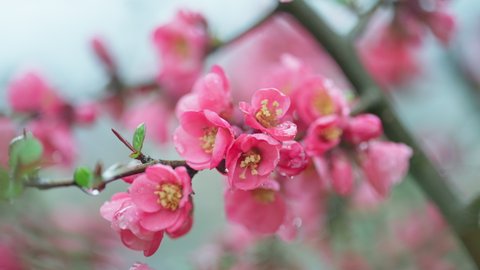 Spring flowers on the trees. Pink color when nature comes to life. High quality 4k footage