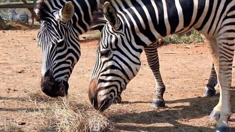 3 Shots Burchell Zebra Eating Grass In Stable