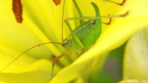 Macro shot of green grasshopper on yellow lily bud. Close up of insect on flower in summer meadow. Nature, wild life