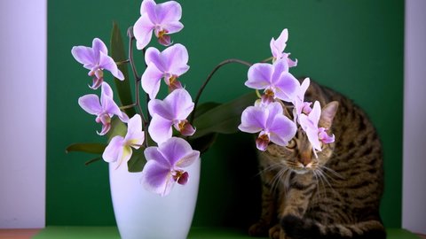 Pink orchid and cat. White purple phalaenopsis buds. Phalaenopsis indoor flower. Flowers on a green background. Blooming orchids in pot close up.