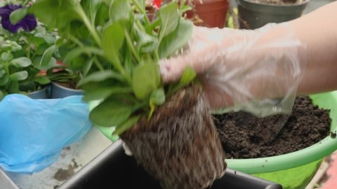 Close-up of a woman's gloved hands taking a petunia flower out of a pot and transplanting it into another large pot. The concept of home gardening