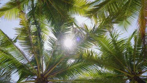 Coconut palm trees bottom view sun shining through branches sunny. Gimbal camera shot tilt up green leaf blue sky walking movement Germany. Camera Looking up coconut trees POV Passing under sun. 2022.