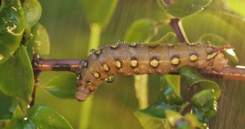 Caterpillar Bedstraw Hawk Moth crawls on a branch during the rain. Caterpillar (Hyles gallii) the bedstraw hawk-moth or galium sphinx, is a moth of the family Sphingidae.