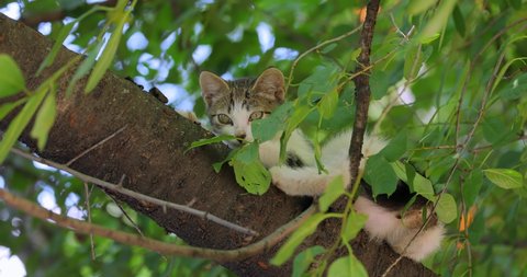 Stray kitten on a tree branch. Stray cat is an un-owned domestic cat that lives outdoors and avoids human contact: it does not allow itself to be handled or touched, and remains hidden from humans.