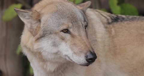 Wolf (Canis lupus), also known as the gray wolf is the largest extant member of the family Canidae. Wolves are the largest wild member of the dog family.