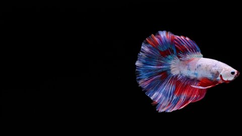 Multi color Siamese fighting fish (betta fish) with beautiful swimming in slow motion on black background
