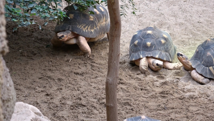Madagascar tortoise (Pyxis arachnoides) .Tortoises are resting