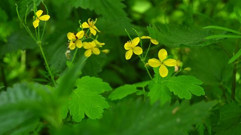 Yellow flowers of Celandine celandine (Chelidonium majus L.) in the spring in the forest