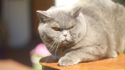 gray British cat on the street. British shorthair cat in the grass. A beautiful fat cat. A beautiful, healthy cat basking in the sun. 