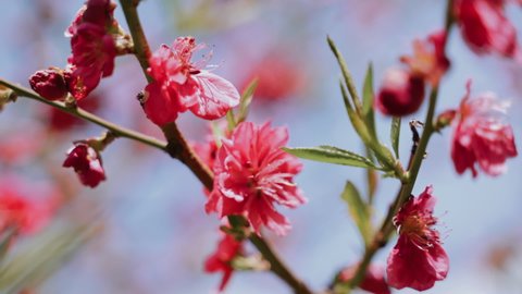 Japanese cherry. Sakura branch blooms and sways in wind on sunny day on blurred background. Lush delicate pink flower blossoms. Spring flowering trees. Nature. Close-up. Saturated colorful picture