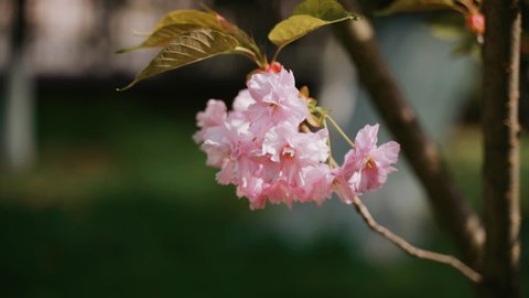 Japanese cherry. Sakura branch blooms and sways from wind on sunny day on blurred background of grass. Lush delicate pink flower blossoms. Spring flowering trees. Organic. Ecology. Nature. Close-up