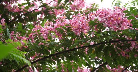 Java Cassia, Pink Shower, Apple Blossom Tree, Rainbow Shower Tree;(Cassia javanica)