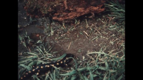 1980s: Spotted salamander crawls through mud. Striped salamander by pond. Toad on grass.