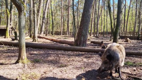 Wild boar or wild pig, Eurasian wild pig. Wild boars walk in the forest. Wildlife with long fluffy animals, film grain