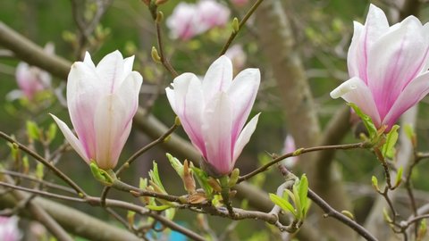 Magnolia Flowering Tree Blossom with White and Pink Petals Swaying in Gentle Wind