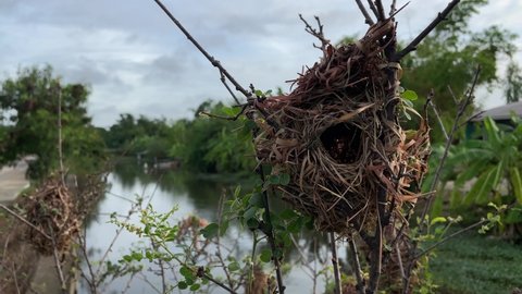A golden sparrow's nest built on a tree by the canal.