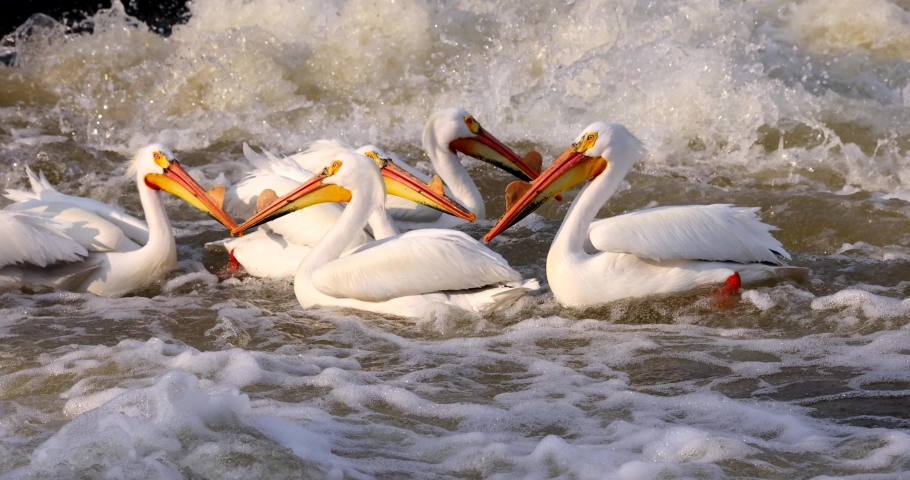 Fascinating and beautiful American white pelicans fishing and interacting in churning waters below the dam, in slow motion.
