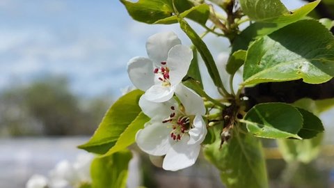 Pear blossom in a garden with fruit trees
