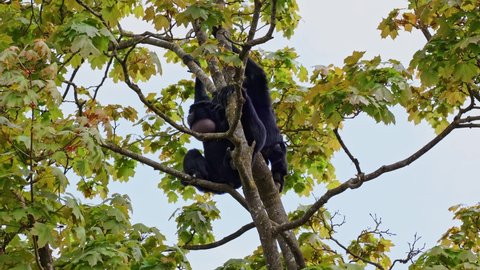 The black-headed spider monkey, Ateles fusciceps is a species of spider monkey, a type of New World monkey, from Central and South America.