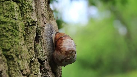 A snail crawls along a tree trunk, selective focus. Snail in the forest