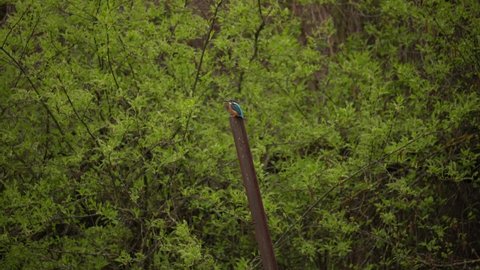 A common kingfisher (Alcedo atthis), also known as the Eurasian kingfisher and river kingfisher sits on a cast-iron rail against a background of green foliage
