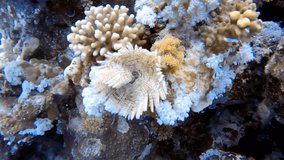 4k footage of a Feather Duster Worm (Sabellastarte indica) in the Red Sea, Egypt