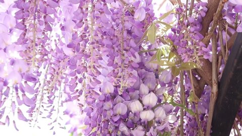 flowers wisteria blooming in the rays of the sun swaying in the wind