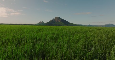 Flight over a field of green, juicy sugar cane. Beautiful sky, mountains, ocean in the background. Mauritius