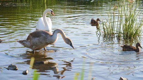 Family of swans with chicks on summer pond. family wild swans feed on food. Environmental protection of pond. problem of ecology for the birds of the reservoir. Freedom swans in the environment
