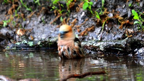Hawfinch male birds taking a bath, Coccothraustes 