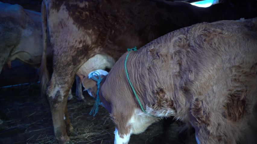grazing cows, lactating cows and cute calf