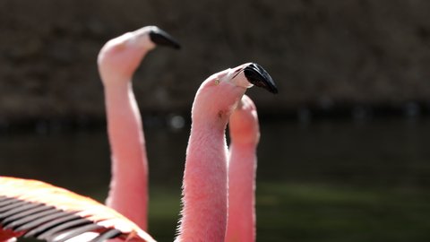 A flock of swarming red and pink flamingos. Close up of flamingo turning his head