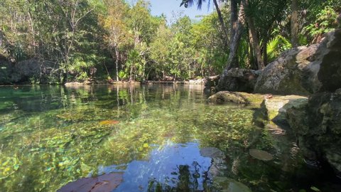 Cenote with water reflection surrounded by tropical green jungle near Tulum on a bright sunny day with blue sky 