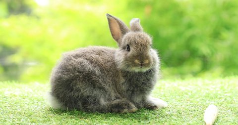 Healthy lovely baby grey bunny easter rabbit eating baby corn, food, carrot, grass on green garden nature background. Fluffy rabbits sniffing, looking around, nature life. Symbol of easter day.