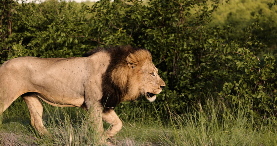 Epic cinematic male lion walking in Wild Africa on safari tourism, Slow motion. Big Cats, dominant male, head of the pride group. Powerful yet Graceful leader. High-quality 4k footage Royalty-Free Stock Footage #1090431961