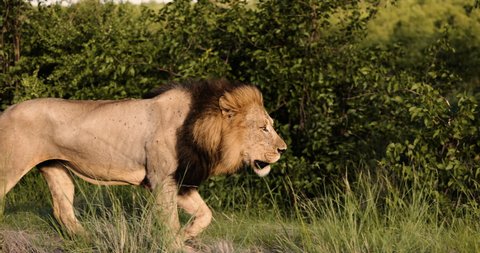 Epic cinematic male lion walking in Wild Africa on safari tourism, Slow motion. Big Cats, dominant male, head of the pride group. Powerful yet Graceful leader. High-quality 4k footage